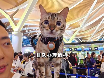 带八条到芬兰啦! #小锋小志 #豹猫八条 #带着八条去旅行