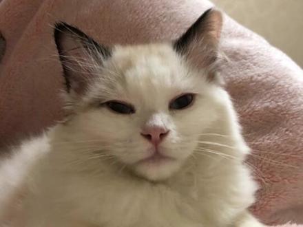 缅因猫和布偶猫的后代长什么样?#缅因猫 #布偶猫 #养猫知识科普 #混血猫