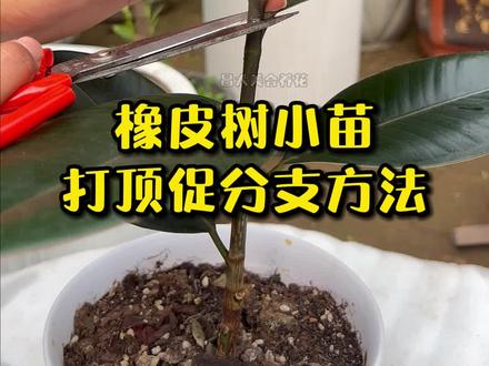 橡皮树小苗打顶促分支方法 #黑金刚 #橡皮树 #养花小知识 #来抖音学农技 @抖音小助手