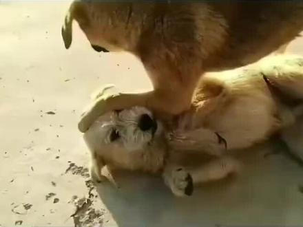 谁也不是生来就是王者
逆境中成长,靠的是意志和坚持