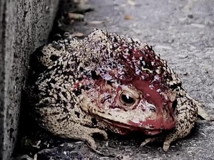 在网上你甚至可以看到坐了六年牢的蛤蟆#蛤蟆#万万没想到#搞笑#抽象