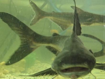 我的水族,凶猛的龙鲨