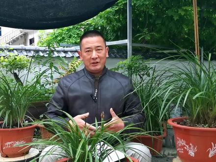 只须按6步操作,兰花就能养爆盆,实习期新手都能做到@头条三农 #养兰人 #兰花种植 #兰花日常管理