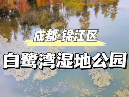 藏在成都市区的一片水上彩林,白鹭湾湿地公园,这里的秋天相当美。#成都网红打卡地 #成都彩林 #抖音搜索流量来了 #成都好玩的地方 #成都周边景点推荐