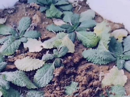 蛤蟆草家里备点挺好的