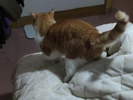 扫福瑞叫爸爸#胖橘 #看看你们的萌宠 #养猫 #胖橘 #全网最乖的猫