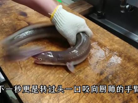 鳗鱼咬到厨师的胳膊,代价竟是抽筋断骨!画面看着真是太残忍!