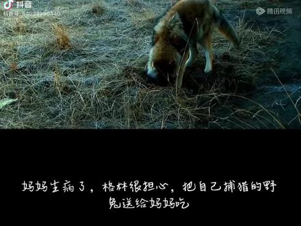 2026年爱上一只狼,他的名字叫格林! 再后来格林有了自己的老婆,生了四个孩子,其中三个孩子死于人类,唯有一个孩子飞毛腿存活。有一天亦风和微漪看到格林的老婆辣妈在木屋的不远处一直在守护着什么,不让秃鹫靠近,还不时的往李微漪的木屋观望。妈妈看她的举动很奇怪,就过去了。离辣妈二十米的时候,辣妈看微漪不敢靠近,就先离开了。微漪离近一看,是格林和辣妈的儿子飞毛腿受伤了。李微漪赶紧给飞毛腿消炎止血缝合,用自己身上的红腰带给它包扎,然后陪它到晚上秃鹫都走了,把自己的大衣盖在飞毛腿身上。第二天天蒙蒙亮,李微漪就过来找飞毛腿,但发现飞毛腿不见了,李微漪就赶紧寻找,殊不知飞毛腿是夜里被狼群带走了,红腰带也不见了…李微漪不知道飞毛腿被接走,就去找飞毛腿,在寻找的过程中,发现一具小狼尸体,经过仔细辨认是格林的儿子双节棍,脖子上还有铁丝圈,微漪很心痛,把双截棍的尸体和泥土混合在一起,做成了一座狼雕像,还放了大白兔奶,那是格林最爱吃的…有一天亦风发现雕像那边有动静,望远镜一看是格林一家三口,镜头里,格林和辣妈亲吻了狼雕像,他们知道这是他们的儿子…然后格林吃了雕像旁的大白兔奶糖,他知道那是妈妈放的…
再后来微漪断断续续的住过木屋,她住过来时总能发现自己打水的必经之路和木屋之间有刚死的猎物,七只野兔,一只旱獭,两只羔羊,后来才知道那是格林给她的,没人知道这些猎物对于狼来说是多么的弥足珍贵,但他却都给了妈妈…他一直都知道妈妈来了,只是他已经是狼王,为了保护狼群,他不能再靠近人类,但是他又担心妈妈,所以把猎物都给了妈妈…
再后来微漪一直为格林的安全奔走,终于在2020年若尔盖草原成立了第一个狼生态保护站…
2020年的一天,亦风在镜头里发现格林在河边洗什么东西,这么久没看到格林出现了,微漪欣喜若狂,格林看到妈妈,但是他跑开了。“我爱妈妈,我想见妈妈,但是妈妈是人类,人类杀死了我三个孩子,所以我只能远远的看着妈妈…”李微漪跑过去,看到了一条红腰带,那是七年前她救格林的孩子飞毛腿留在飞毛腿腿上的。一只狼居无定所,还要带着狼群迁移,七年,他是怎么完整的保留这条红腰带的,还经常清洗,李微漪不敢想象,泪水早已划过脸颊…也许格林在睡觉的时候依偎着红腰带就像小时候依偎在妈妈怀里吧…那是妈妈的味道啊…自那以后,李微漪再也没见到过格林,网友说那是格林知道自己已到暮年,命不久矣,把红腰带还给妈妈的…
#重返狼群 #格林 #李微漪
我们终其一生追求的爱和忠诚