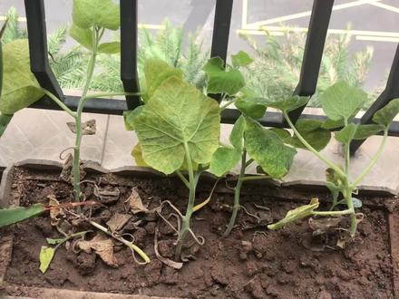 在阳台种南瓜,叶子却发黄、发霉,这是因为啥?