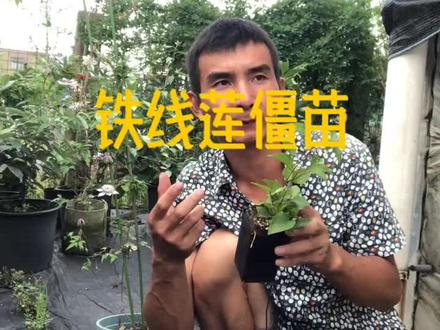 你种的铁线莲僵苗了吗?除了高温半休眠外就是小苗开花和根系成团了