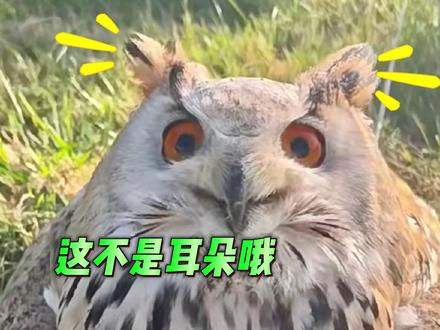 冷知识:我们平时看到的猫头鹰“耳朵”其实是它的耳羽,拨开耳洞便可直接看到眼球的背面……#冷知识 #猫头鹰