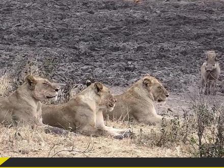 疣猪傲娇,准备决战狮子,不幸被三头狮子吃掉一半还要跑#神奇的动物在抖音 #狮子 #疣猪 #原神夏日回响音乐会