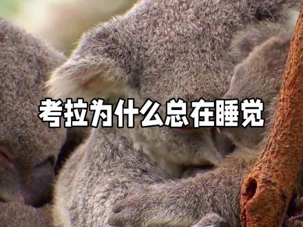 考拉为什么总在睡觉#考拉 #树袋熊 #睡觉 #澳大利亚 #萌物 #动物冷知识 #神奇动物 #动物 #生物 #哺乳动物