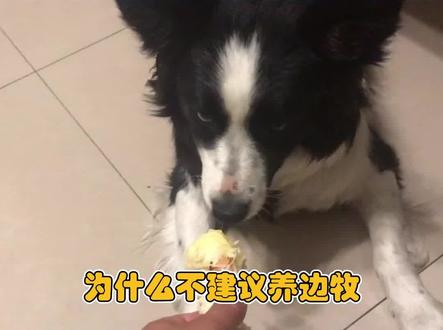 智商不够别养边牧,它不仅把主人当傻子,还经常戏耍主人 #边牧 #聪明的毛孩子 #狗狗