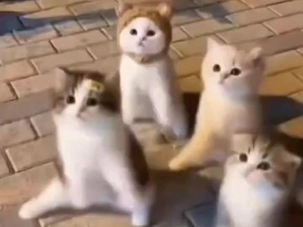 如果我DJ,喵会爱我吗 #小猫跳舞
