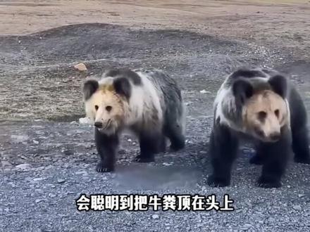 会伪装的藏马熊 #神奇动物在抖音 #藏马熊