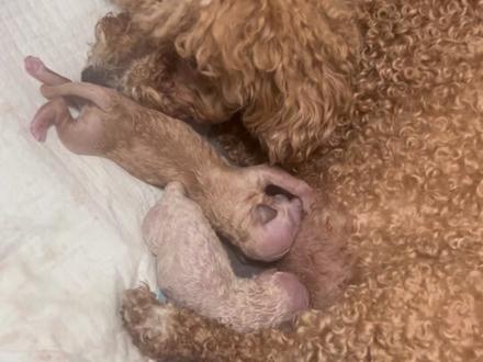 🐾白羊座宝宝接生全记录!#狗狗接生 #萌宠 #生命奇迹