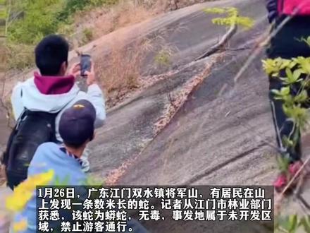 广东将军山发现数米长蟒蛇,林业部门:遇到快走,系未开发区域#野生动物 #户外安全