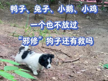 邪修狗子,还能养吗 本来想让它看家护院的,没想到在它眼里成了自助餐了,咬鸡鸭鹅的狗子还有救吗#狗狗 #小院生活 #萌宠日常记录 #狗子的迷惑行为