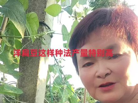 洋扁豆种法有好几,这种种法产量特别高。谢谢友友们的支持。