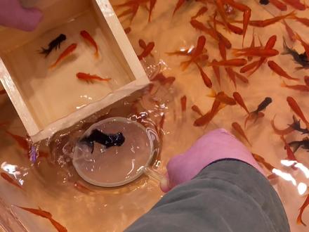 抓彩色金鱼 金鱼彩色 色彩画金鱼 抖音 抓彩色金鱼 金鱼彩色 色彩画金鱼 抖音