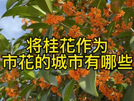 #桂花科普 桂花作为市花的城市有苏州、杭州、桂林、咸阳、恩施、老河口、合肥、六安、马鞍山、汉中、南阳、泸州、新都、信阳等。如果你还知道哪里以桂花为市花,欢迎留言讨论。