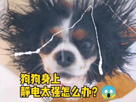 冬天狗狗身上静电太强怎么办?#科学养宠攻略 #狗狗 #麦德氏宠物课堂