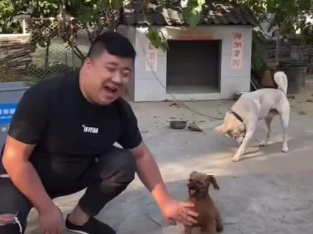 经典战役#泰迪#狗原作者@摸摸哥