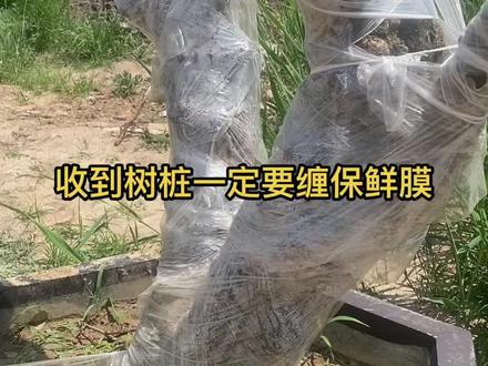不管收到什么样的树桩,一定一定要变保鲜膜,切忌切忌,不来芽一定不能去除,否则影响成活率!