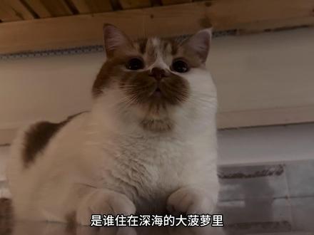 是谁住在深海的大菠萝🍍里 #萌宠出道计划 #vlog十亿流量扶持计划 #瓦瓦 #橘猫 #猫咪 原声@瓦瓦