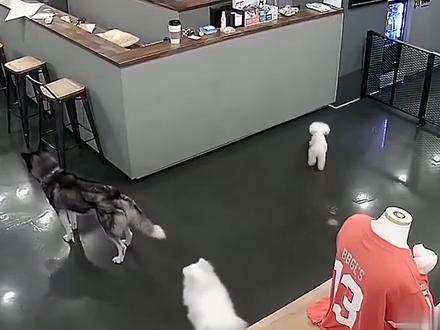 凶残的哈士奇,突然攻击小博美!咬断脖子后,淡定走开