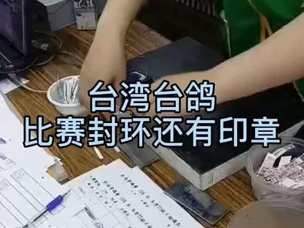 这就是当今世界上最正规的信鸽比赛流程#台鸽