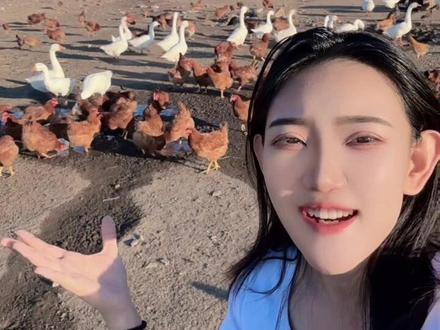 不去南方,根本不知道还有阉鸡!可惜东北没有人会阉鸡的手艺