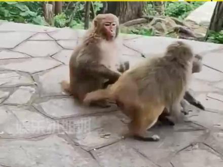 原来这就是猴绳 #娱乐评论大赏 #猴子 #万万没想到