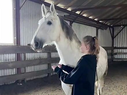 马的心理博弈:为什么它连小狗的牵引都服从? #马 #驯马