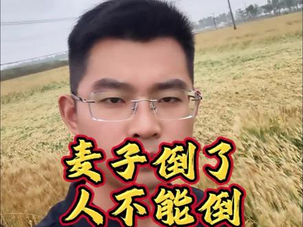 麦子又倒了。
可人不能倒,心气更不能馁。
人民万岁从来不是空喊的口号,而是每个守护土地的人,一次次弯下去的腰杆。
#麦田倒伏 #粮食来之不易 #人民万岁 #农民不易 #泗洪