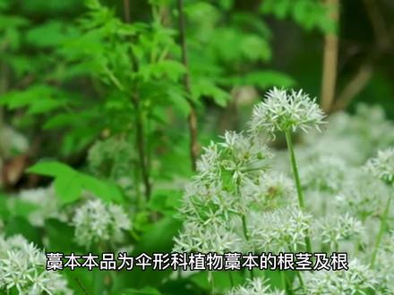 每日一味中药~藁本#中药 #中医传承 #中医科普