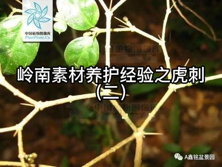 #岭南盆景养护经验分享 #植物 #鑫铭盆景园 #中草药#盆景 @DOU+上热门