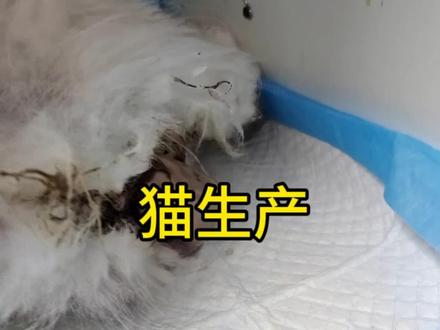 小猫又卡住了,胎位不正,这时候只有人工辅助,要不然小猫憋太久容易挂#猫咪 #萌到爆炸了💥 #记录猫咪日常 @抖音小助手 @DOU+小助手 @DOU+上热门