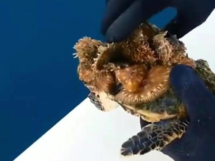 小海龟背部长满藤壶,清理过程极度舒适