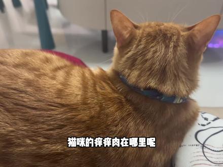 猫猫的痒痒肉在哪里捏?#记录猫咪日常 #撸猫第一视角
