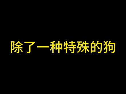 狗狗为什么不可以吃巧克力呢?#狗狗为什么不能吃巧克力 #宠物知识小课堂 #我要上热门