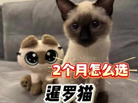 暹罗猫2个月,幼猫怎么看品相?#新手养猫 #买猫避坑 #暹罗猫 #暹罗猫多少钱一只 #暹罗品相