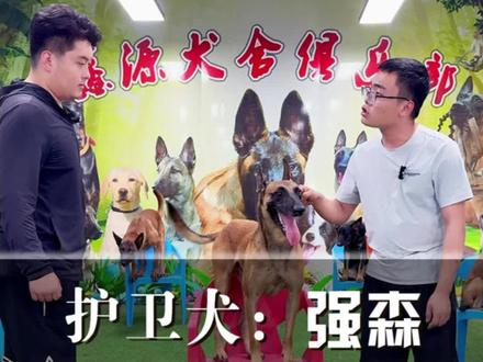 保护主人完全服从#护卫犬#马犬#鑫源犬舍