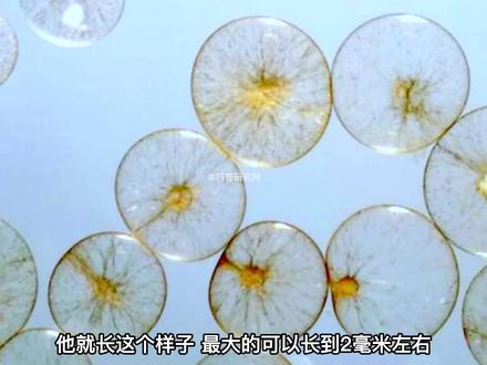 荧光海是怎么形成的?它的危害你知道吗?