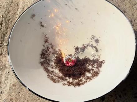 把彩菊烟花放在红火蚁群里点燃!会发生什么事?#放心借 #脑洞大开的心愿清单 #红火蚁 #彩菊烟花