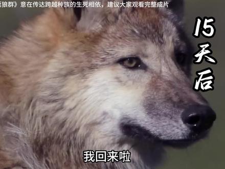 李微漪重回草原 #李微漪 #格林 #动物世界 #重返狼群