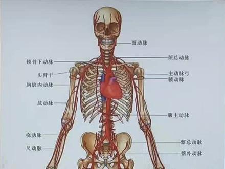 人体大循环畅通了,人体各组织的功能就更好 #人体结构 #体态矫正
