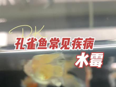 孔雀鱼常见问题系列第三集-水霉。#精品孔雀鱼 #孔雀鱼饲养方法 #孔雀鱼常见问题 #水霉