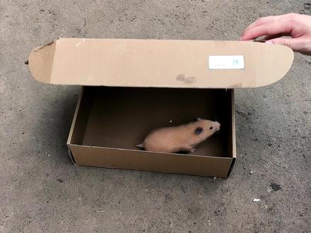 仓鼠竟然从户外鼠园越狱了,跑到隔壁邻居家去,还好没被猫抓住喔#萌宠出道计划 #神奇动物在抖音 #仓鼠🐹 #饲养员日常 #户外鼠园